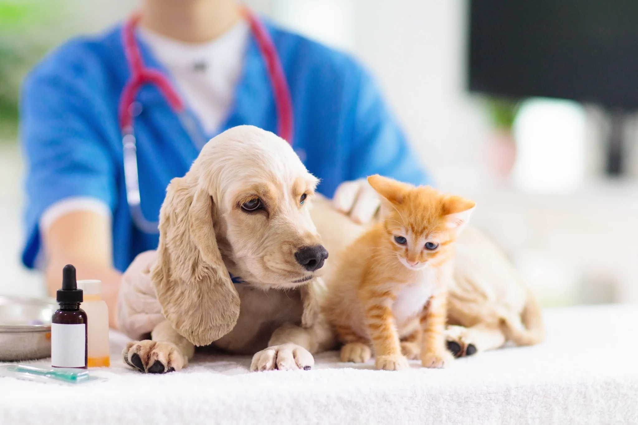 6 curiosidades sobre o curso de Medicina Veterinária - Tuiuti