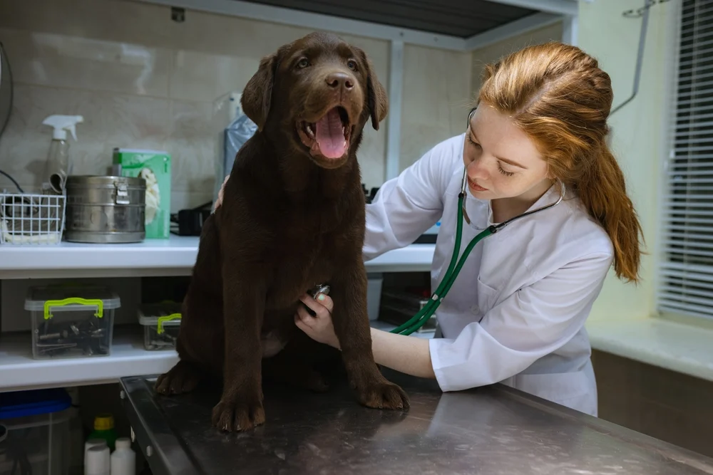 Vestibular de Medicina Veterinária: o que estudar e como passar