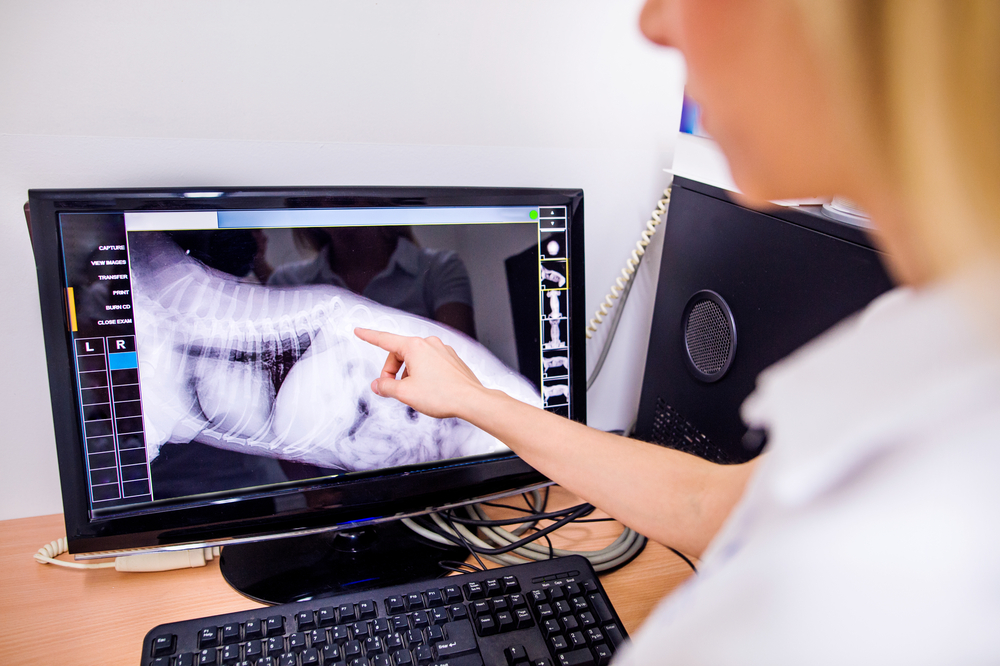 Medicina Veterinária: um curso com alto mercado de trabalho