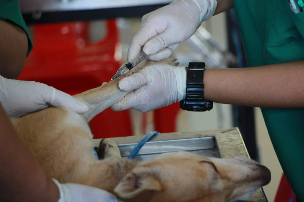 Ilustração destacando a importância de competências humanas, como empatia e comprometimento, no exercício da Medicina Veterinária.